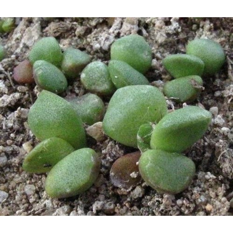 Anacampseros pisina – Indigenous South African Succulent – 10 Seeds