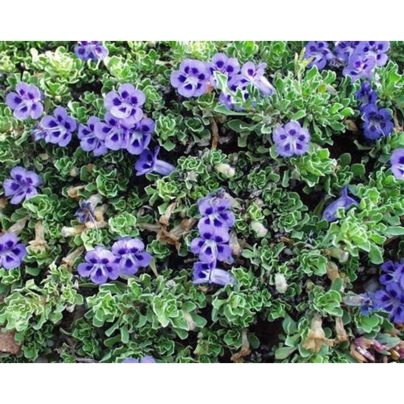 Aptosimum Procumbens – Indigenous South African Creeper / Ground Cover – 10 Seeds