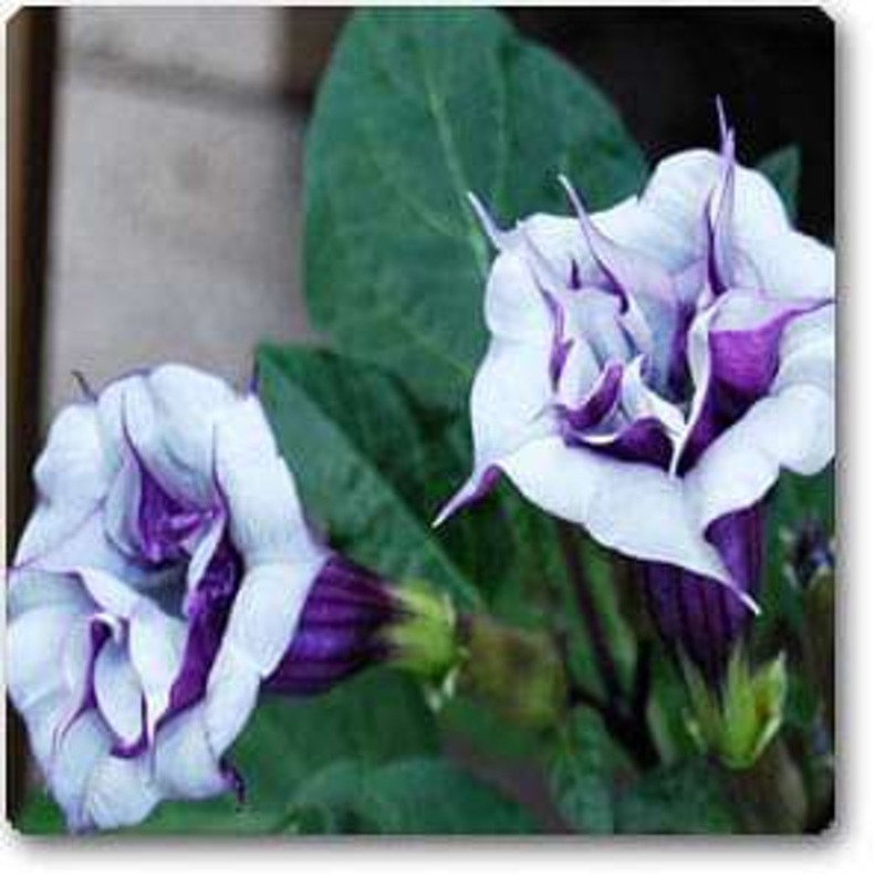 Big Al Stuffed Toy 11