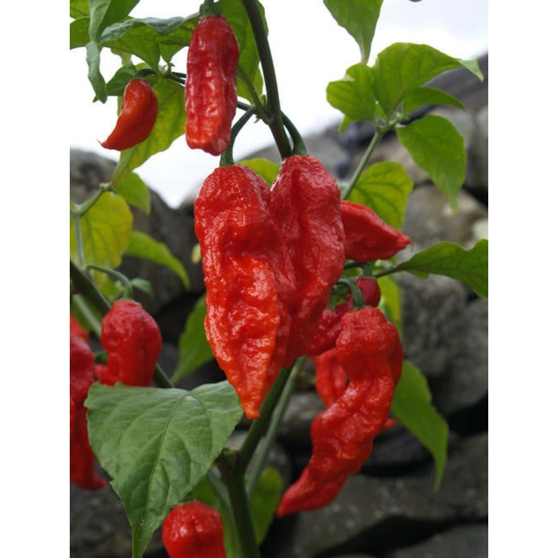 Bih Jolokia – Chilli Pepper – Capsicum Chinense – Hot & Rare – 5 Seeds