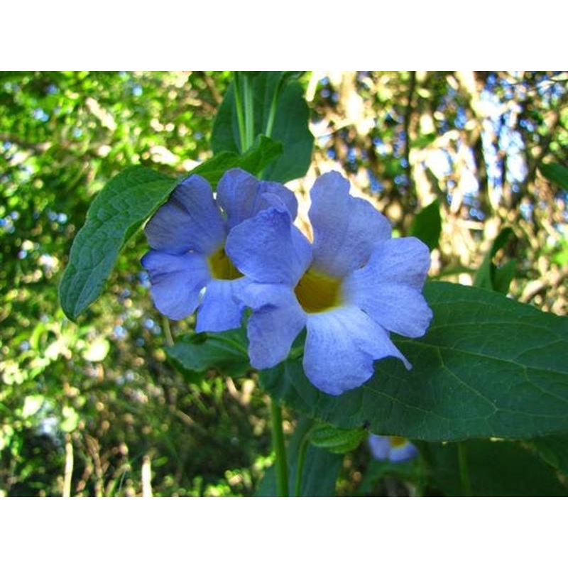 Thunbergia Natalensis – Dwarf Thunbergia – Indigenous South African Shrub – 10 Seeds