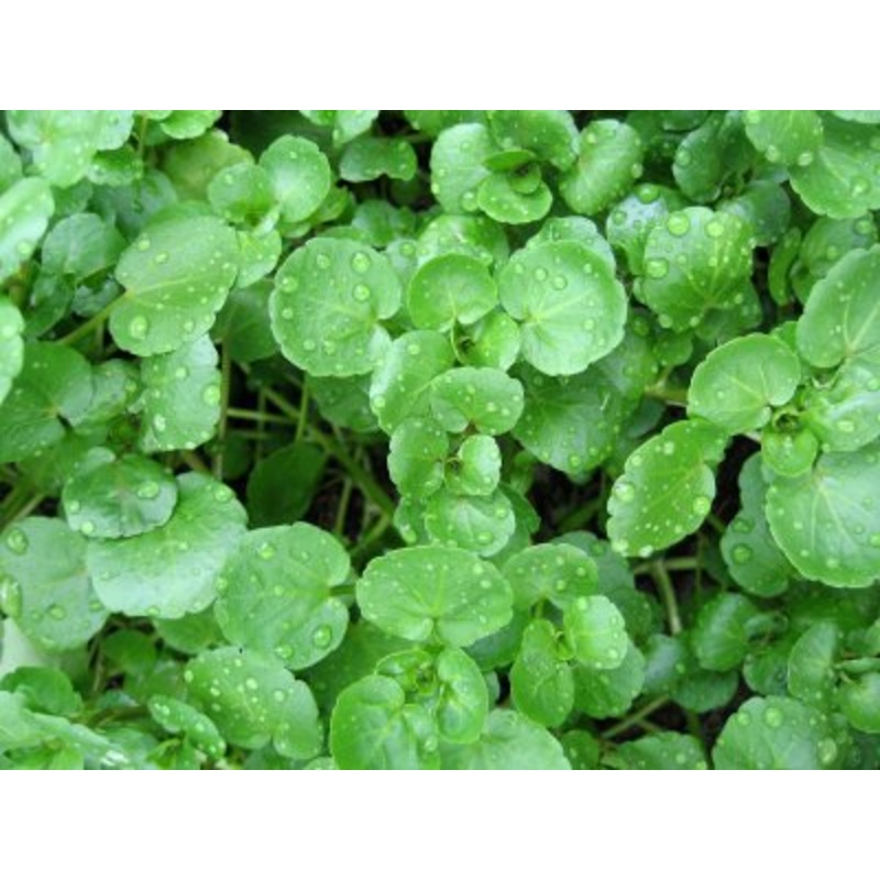 Watercress – Bulk Herb Seeds – 5 grams