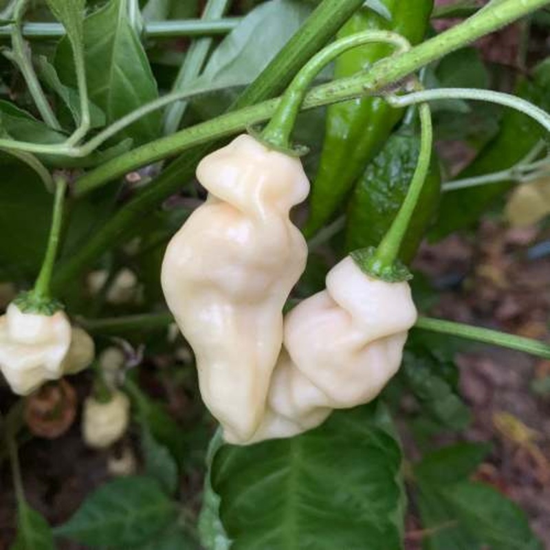White Devils Tongue  – Chilli Pepper – Capsicum chinense – 5 Seeds