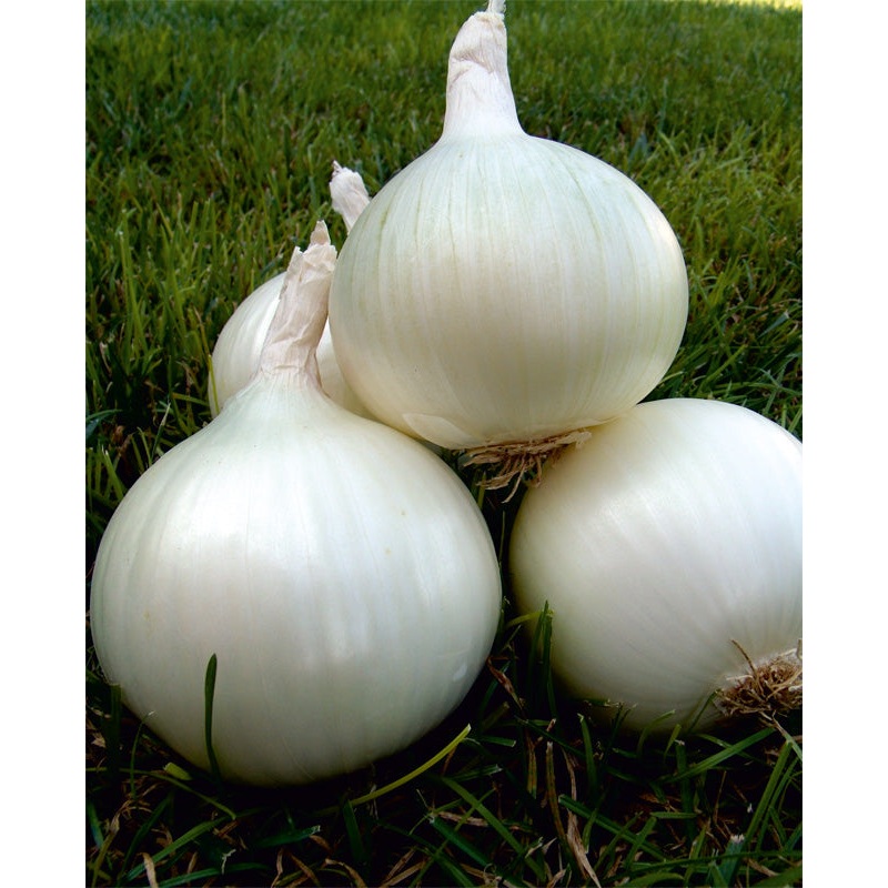 White Texas Grano Onion – Bulk Vegetable Seeds – 50 grams