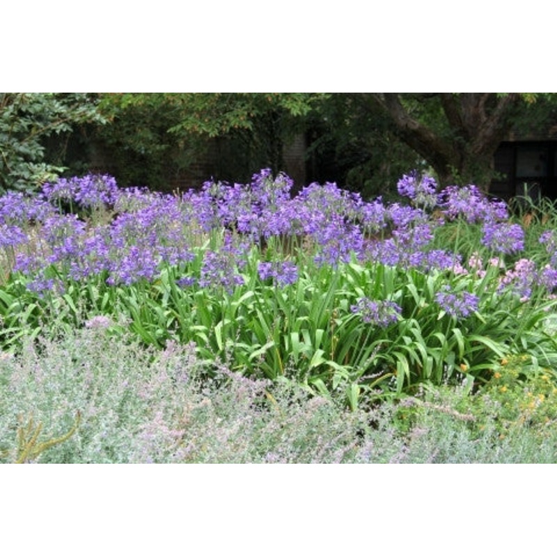 Agapanthus africanus – Indigenous South African Bulb – 10 Seeds