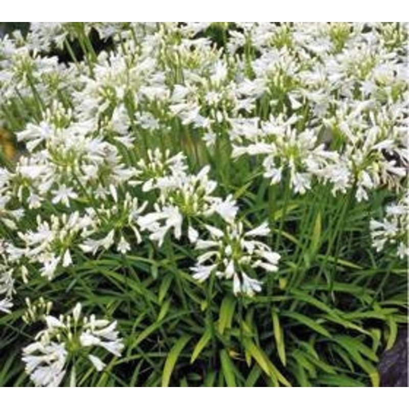 Agapanthus Nana White – Indigenous South African Bulb – 10 Seeds