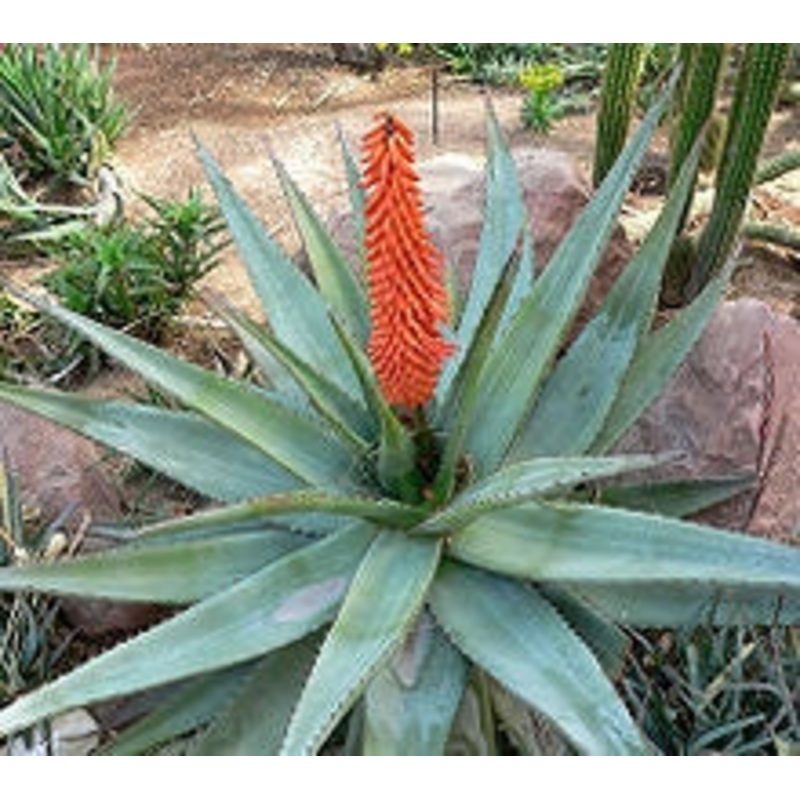 Aloe Ferox – Indigenous South African Succulent – 10 Seeds