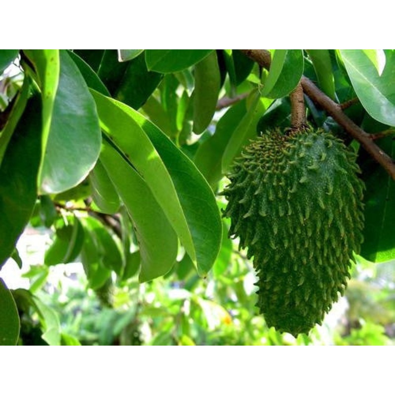 Annona Muricata – Exotic Edible Fruit – 5 Seeds