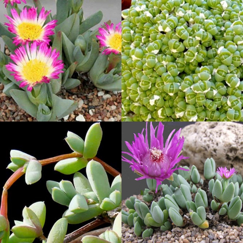 Antimima Mixed Species – indigenous succulent – 10 seeds
