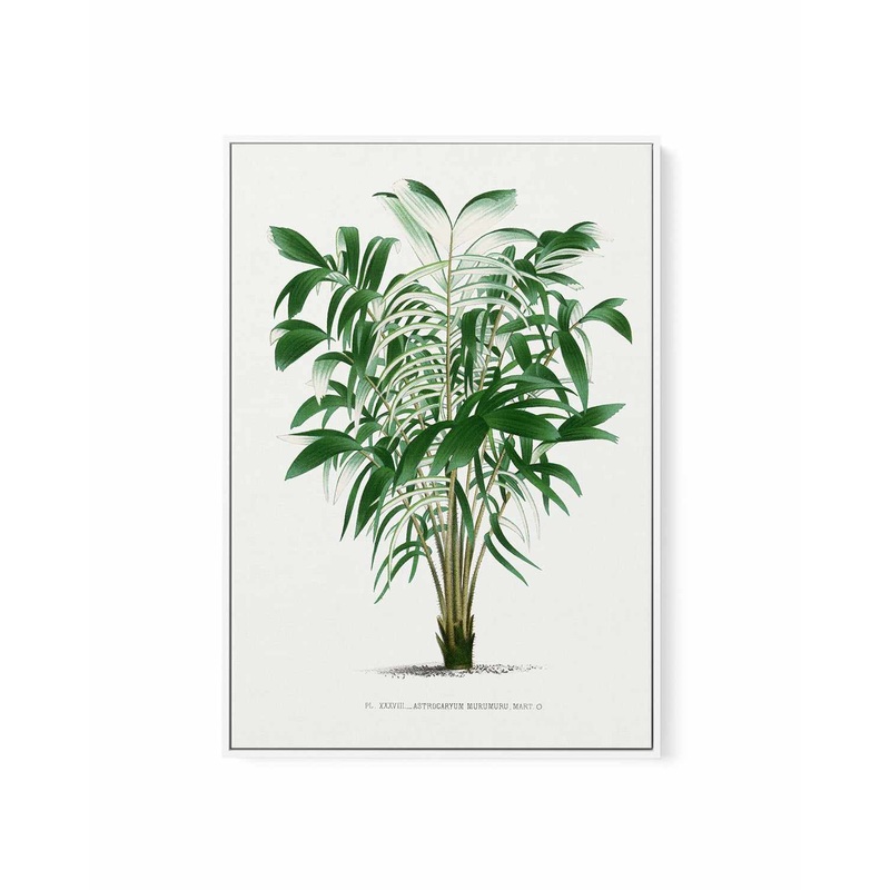 Astrocaryum Murumuru Vintage Palm Poster | Framed Canvas Art Print