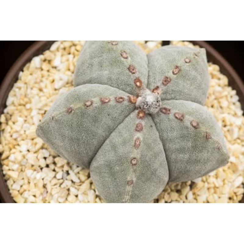Astrophytum myriostigma – Exotic Cacti / Succulent – 10 Seeds