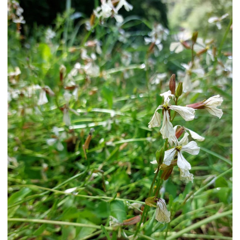 Bean Blue Lake Pole BONUS PACK – Cornucopia Seeds