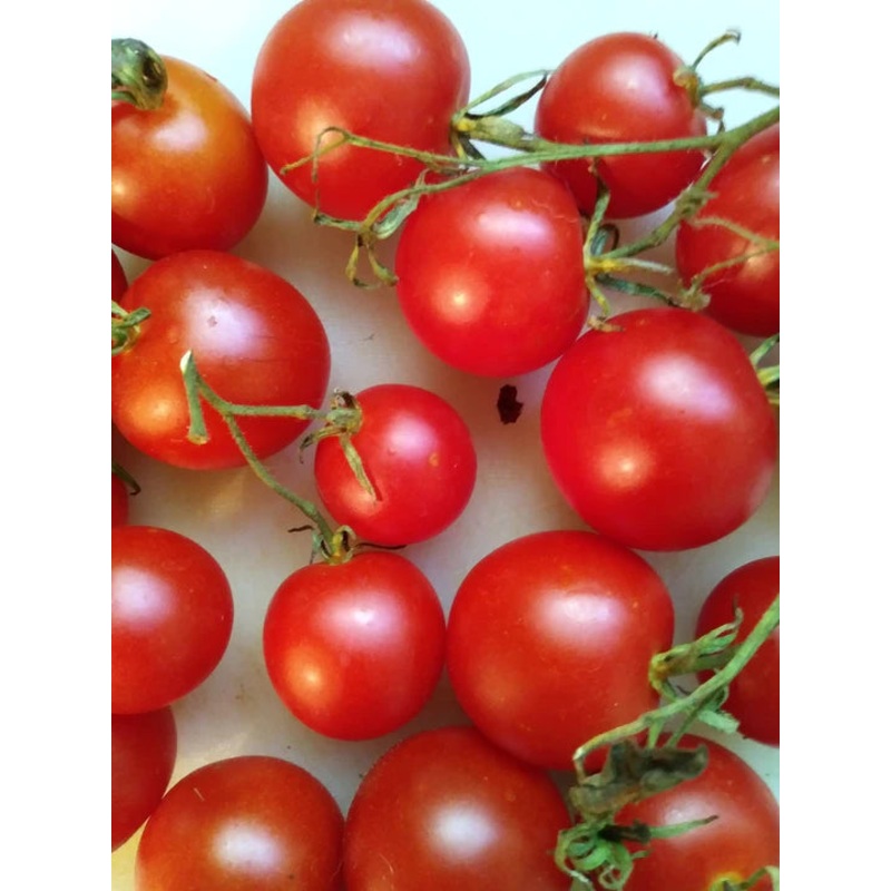 Beet Detroit Dark Red – Cornucopia Seeds