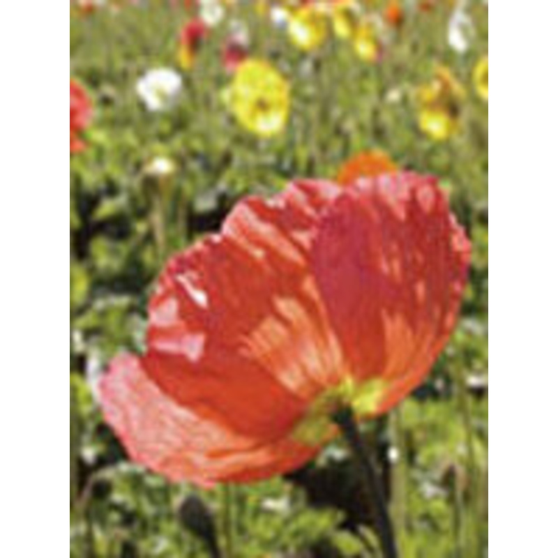 Sunflower Teddy Bear – West Coast Seeds