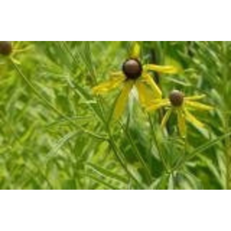 Tripteris Oppositifolium – Indigenous South African Perrenial Shrub – 5 Seeds