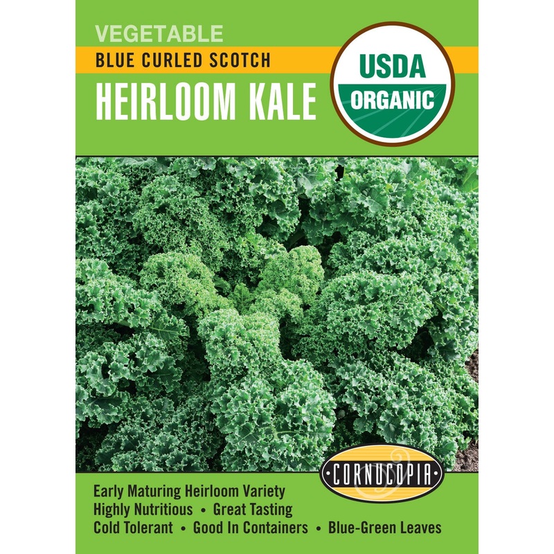 Tulip – City of Vancouver, 6 Pack