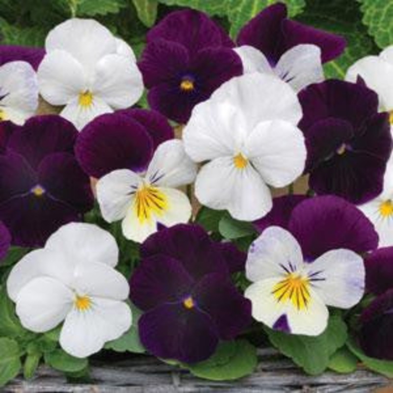 Viola Sorbet Blackberry Sundae Mix – Viola cornuta – 10 Seeds