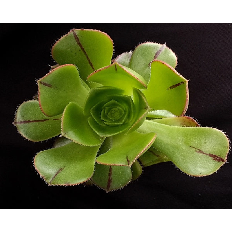 Aeonium urbicum v. meridionalis