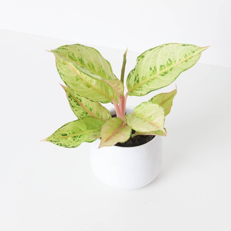 Aglaonema Chartreuse Pretty|12cm