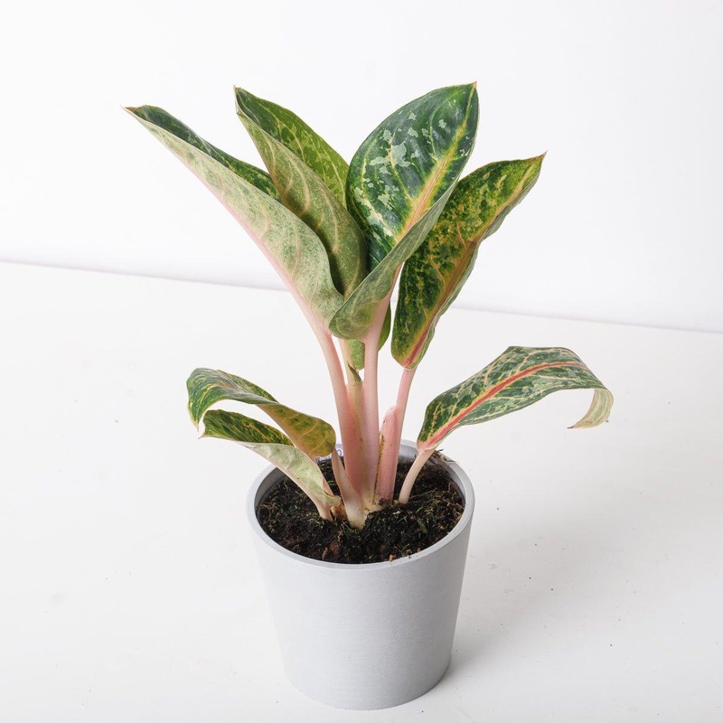 Aglaonema Orange Flame|12cm