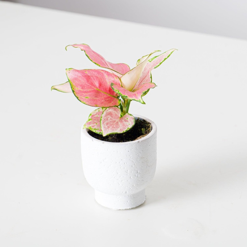 Aglaonema Red Zirkon|6cm