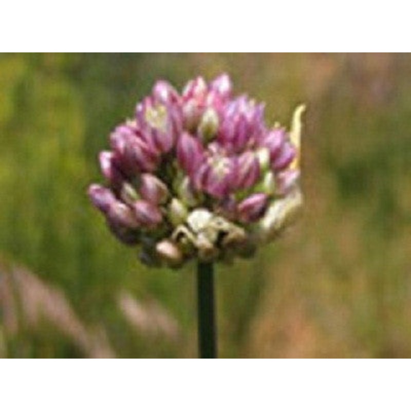 Allium dregeanum – Indigenous South African Bulb – 10 Seeds