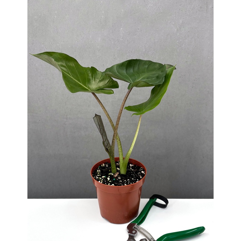 Alocasia Metalhead|4″ Pot