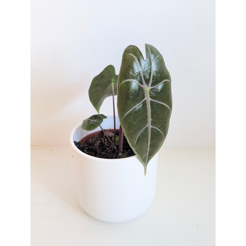 Alocasia suhirmaniana Purple|10.5cm