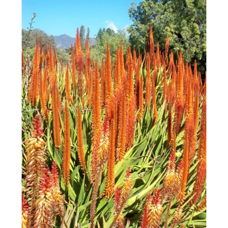 Aloe Vryheidensis – Indigenous South African Succulent – 10 Seeds