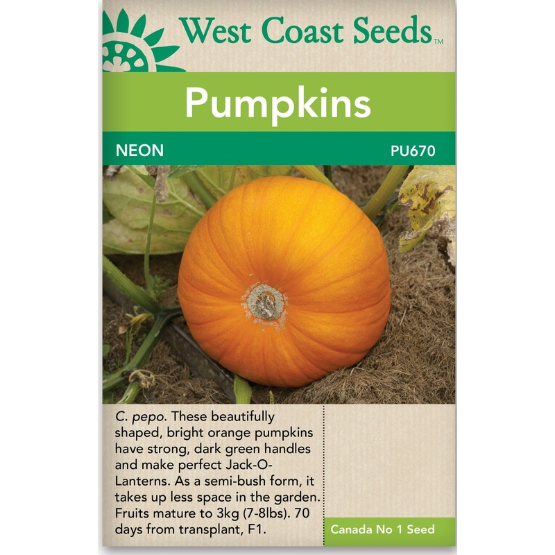 Be My Baby – Weeks Rose