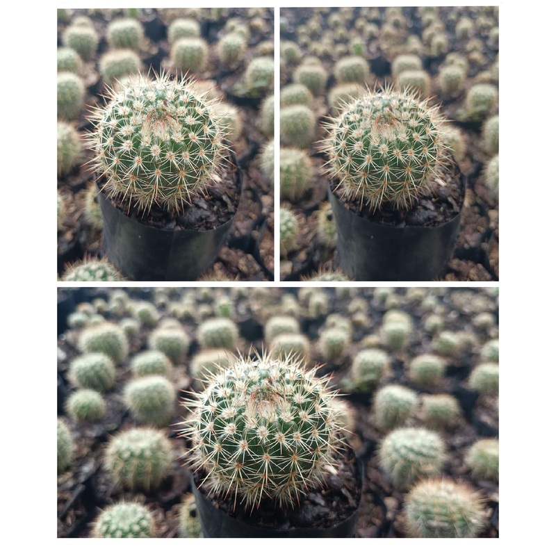 Cactus Mammillaria Yucatanensis Hybrid
Cactus