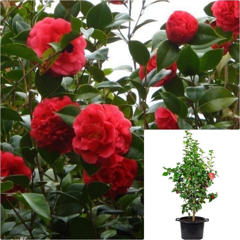 Camellia Tom Knudsen Espalier 5 Gallon Plant Japanese Red Outdoor Shrub Live Plant Fr7
