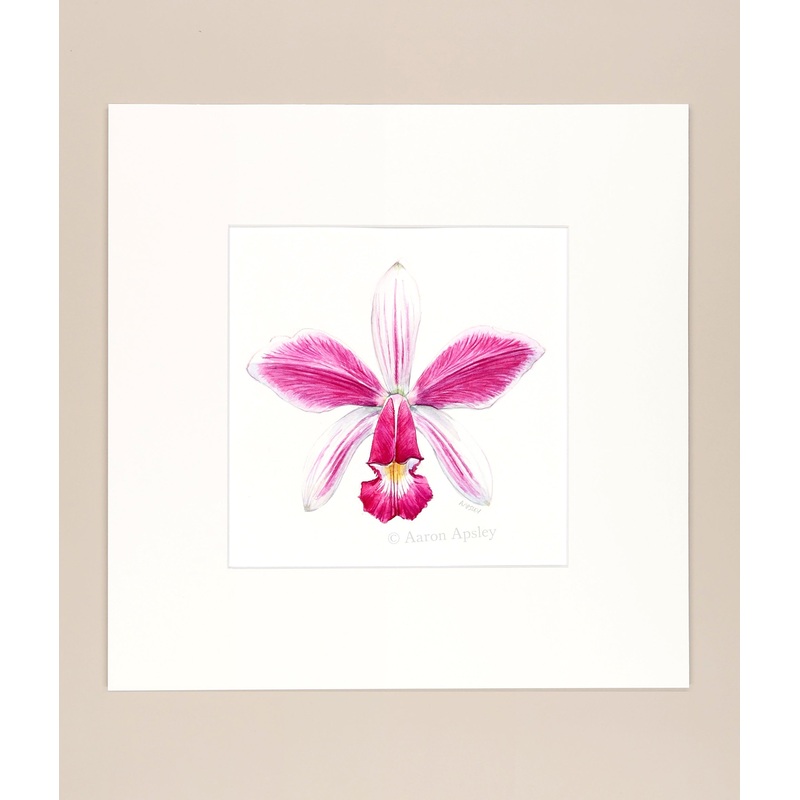 Cattleya violacea – Original Watercolor