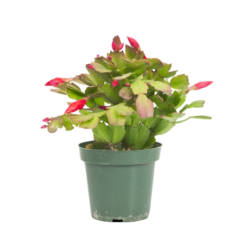 Christmas Cactus Zygocactus Red Schlumbergera Bridgesii Flower Ht7 Best Gift 6inches pot