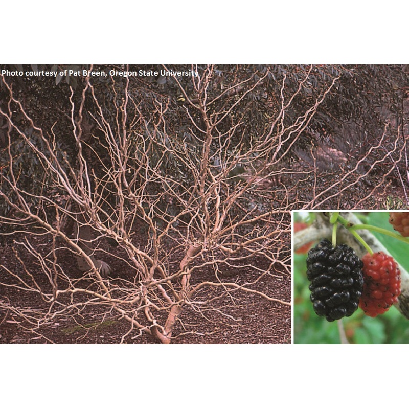 Contorted Mulberry Bush (Morus bombycis Unryu)