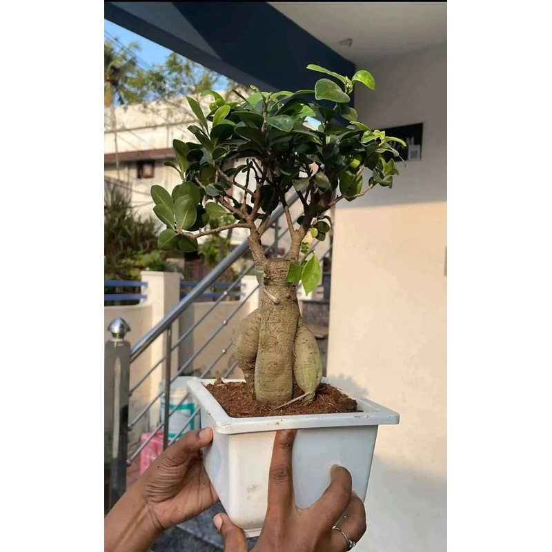 Ficus Bonsai