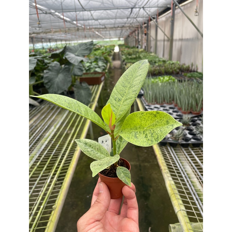 Ficus ‘shivereana’ (Moonshine)