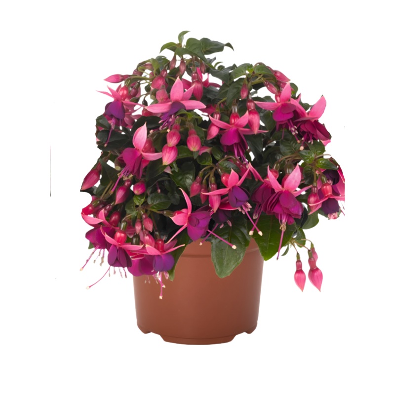 Fuchsia George Bartlett 1 Gallon Purple Pink  Fuchsia Lady Eardrops Flower Plant Outdoor Live Plant Pr7 Ht7