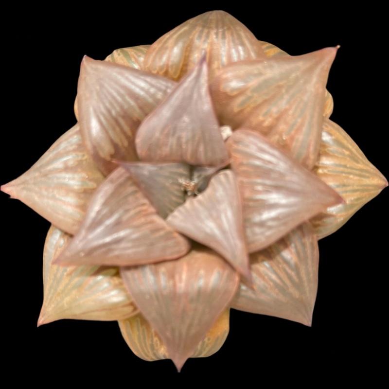 Haworthia ‘Leiyingshou’|100mm