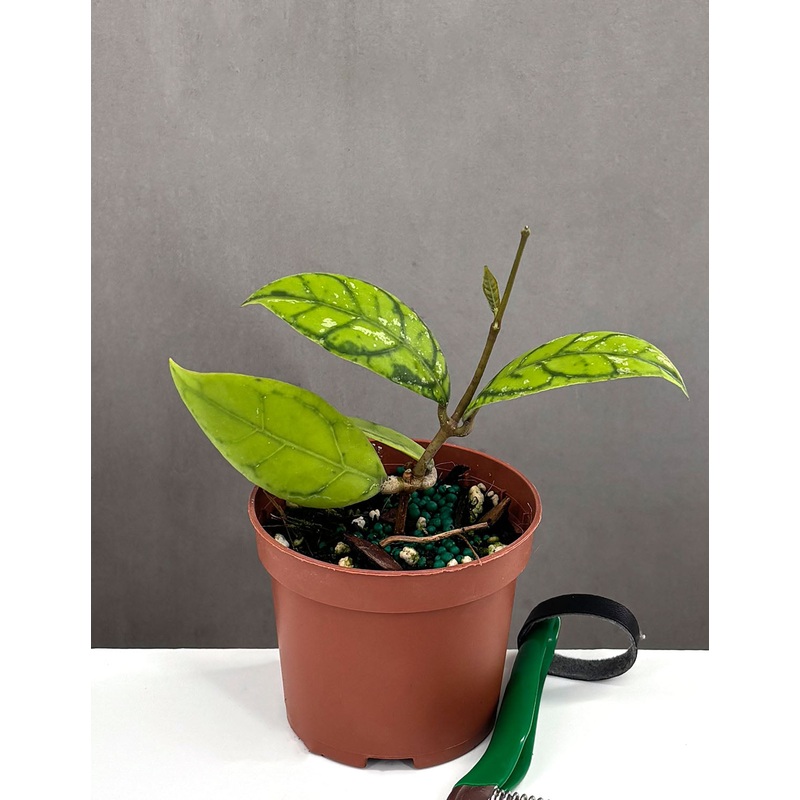 Hoya Callistophylla Black Cat|3.5″ Pot