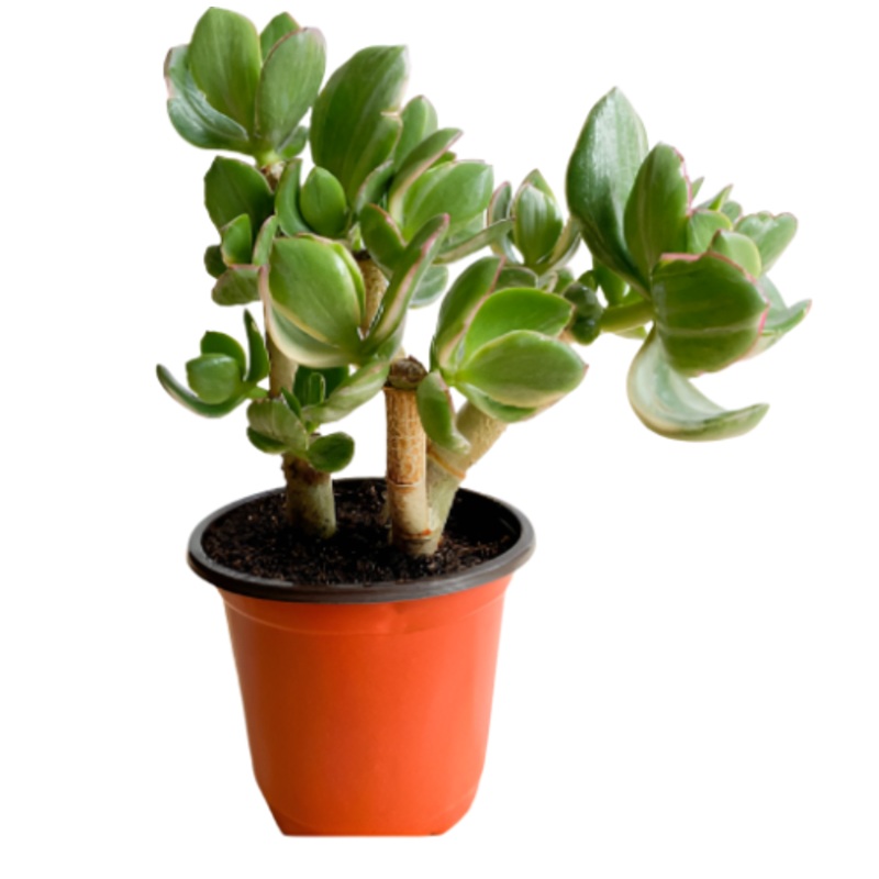 Jade Variegated 4Inches Plant Crassula Ova Variegated Plant Succulent Live Plant Ht7