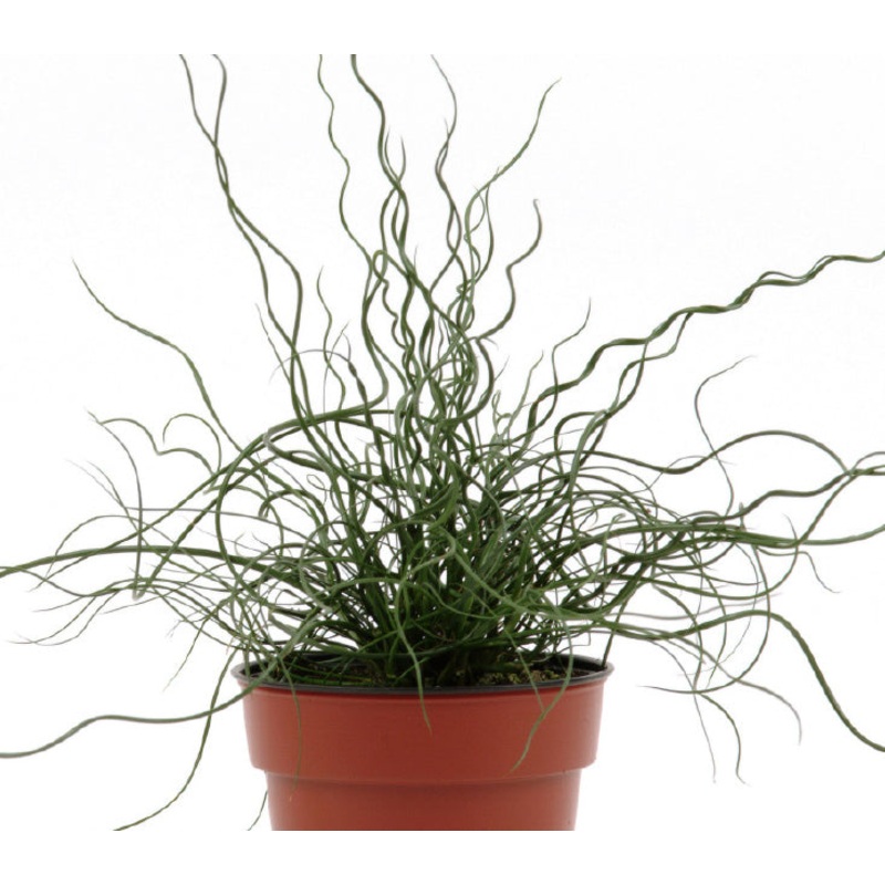 Juncus Big Twister (Juncus effusus)