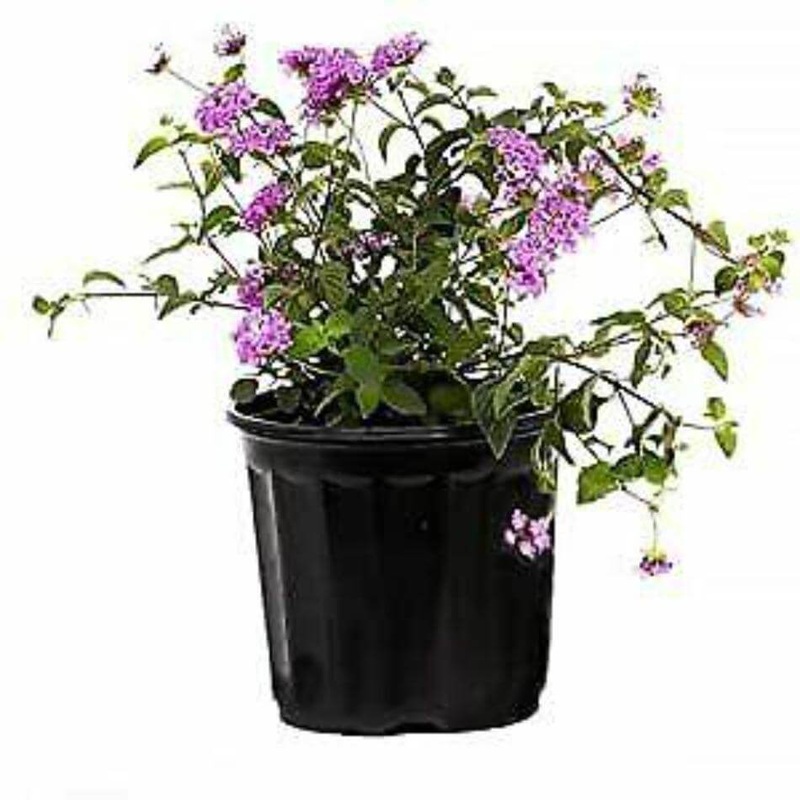 Lantana Lavender 1 Gallon Montevidensistrailing Weeping Lan Fr7