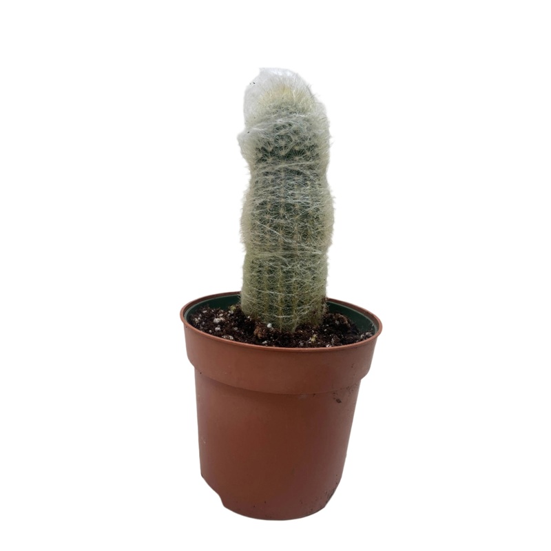Old Man Cactus|4″ Pot