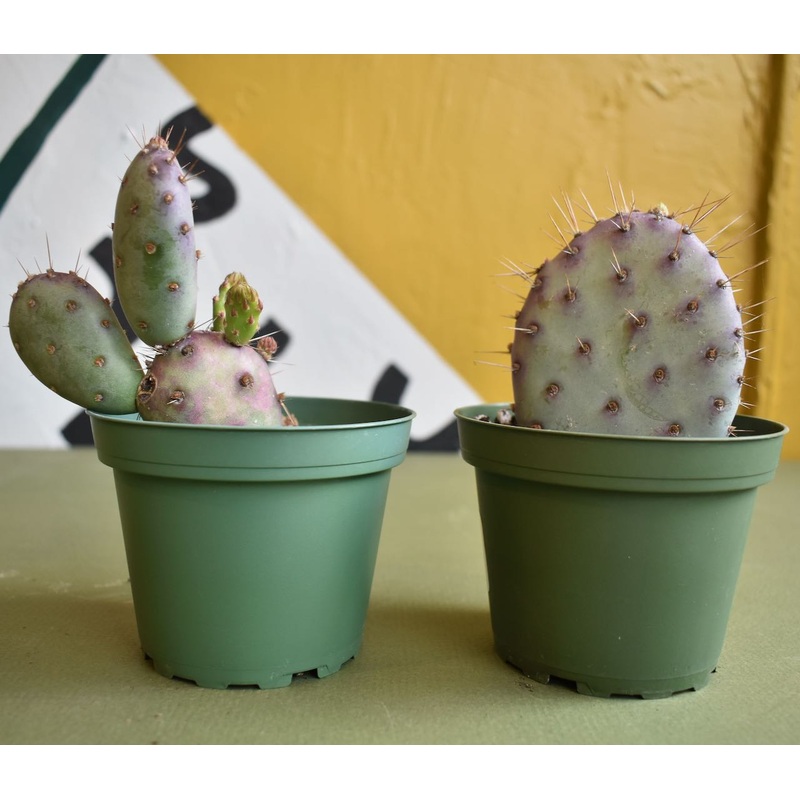 Opuntia Dwarf Rita Cacti|4-inch|6-inch|10-inch