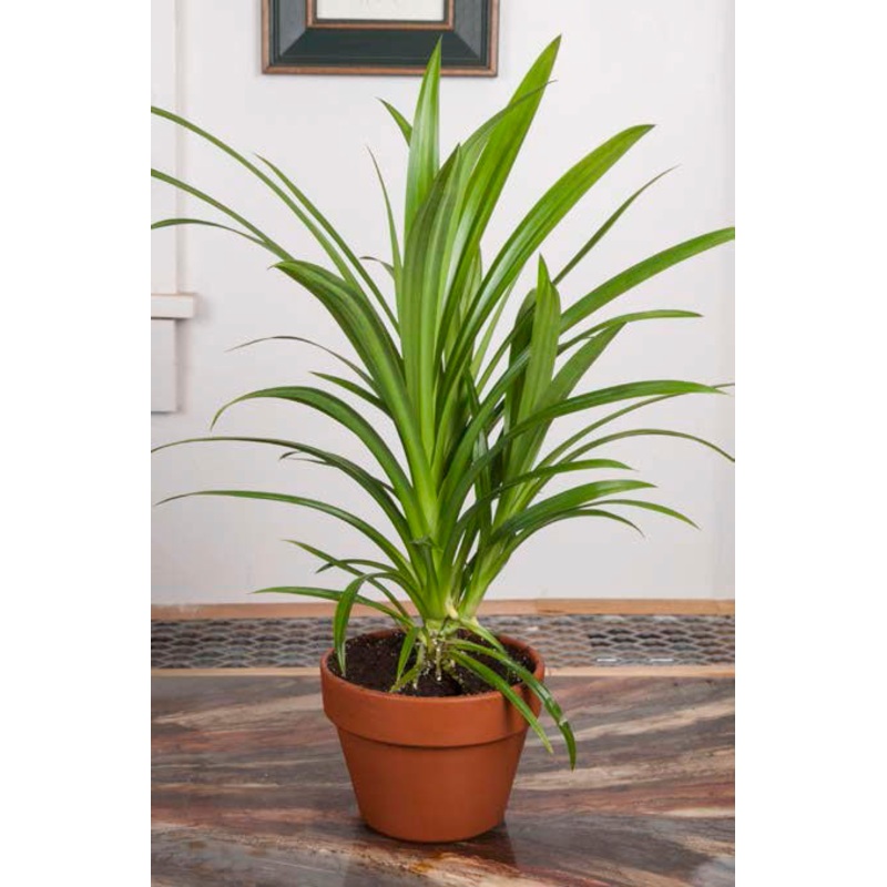 Pandan Grass (Pandanus amaryllifolius)