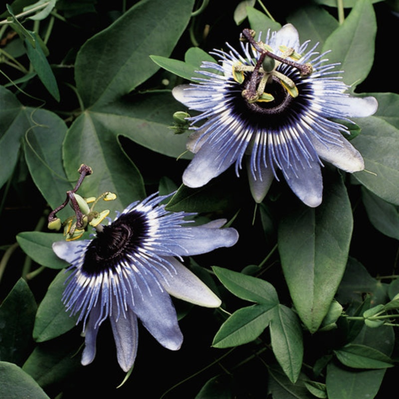 Passion Flower Blue Bouquet (Passiflora hybrid)