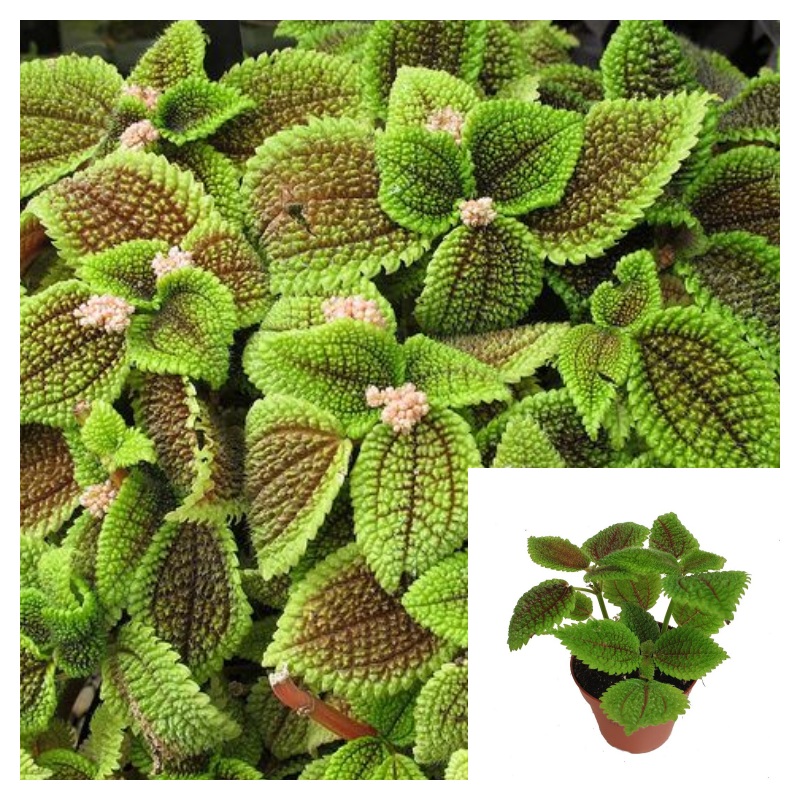 Pilea Moon Valley 6 Inches Pilea Moon Valley Plant Pilea Mollis Live Plant Pr7