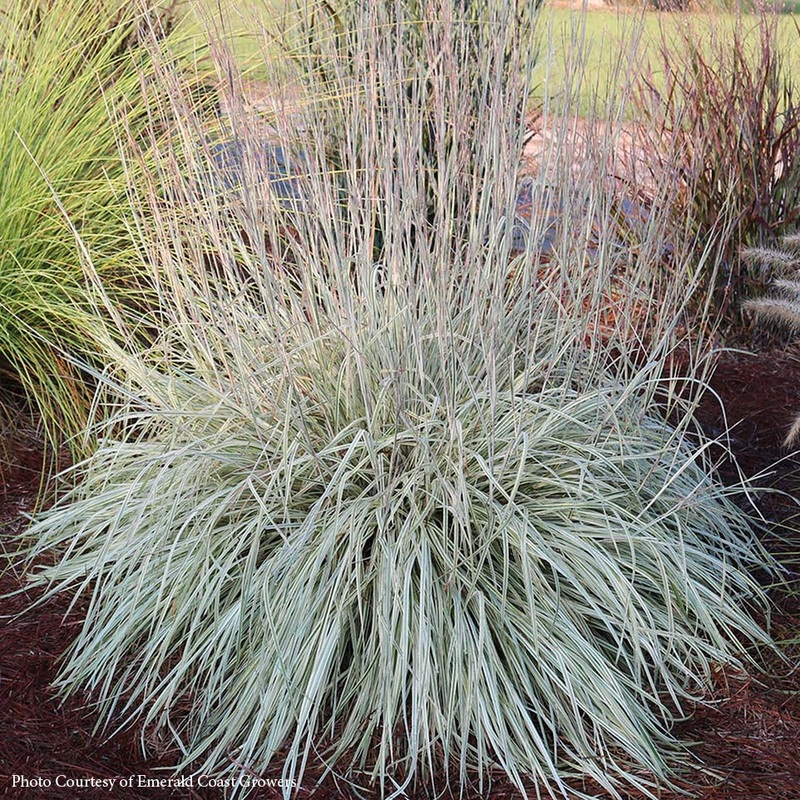 Schizachyrium ‘Shining Star’ Little Bluestem