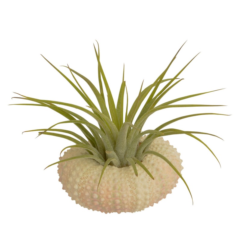 Sea Urchin Holder + Tillandsia
